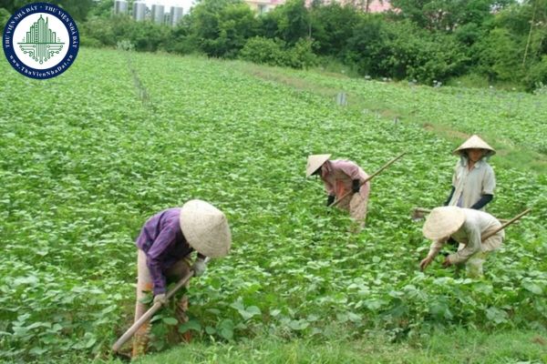 Các loại cây trồng hàng năm là những loại nào? Đất trồng cây hàng năm không được sử dụng trong thời hạn bao lâu thì bị thu hồi?