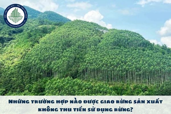 Những trường hợp nào được giao rừng sản xuất không thu tiền sử dụng rừng?