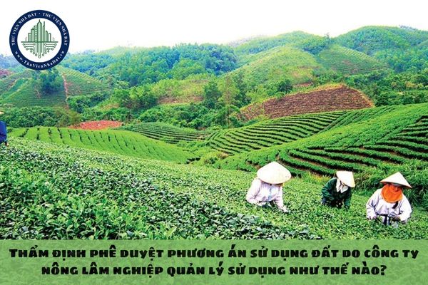 Thẩm định phê duyệt phương án sử dụng đất do công ty nông lâm nghiệp quản lý sử dụng như thế nào?