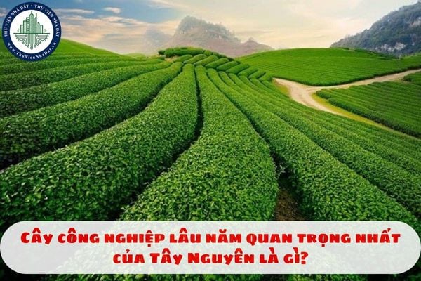 Cây công nghiệp lâu năm quan trọng nhất của Tây Nguyên là gì?