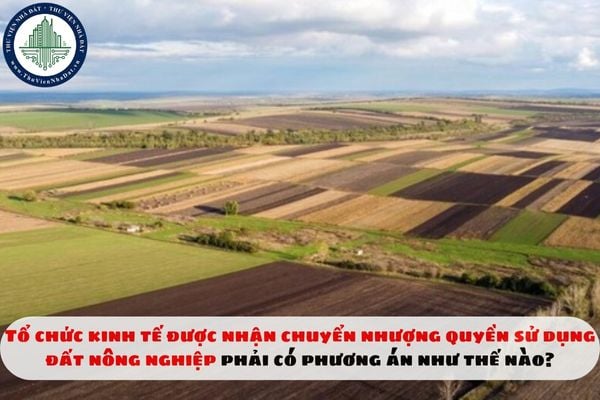 Tổ chức kinh tế được nhận chuyển nhượng quyền sử dụng đất nông nghiệp phải có phương án như thế nào?
