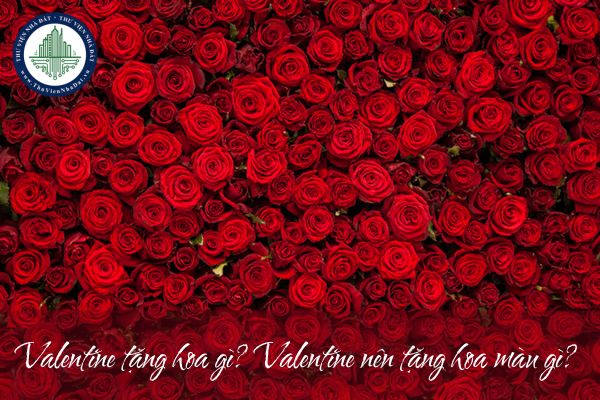 Valentine tặng hoa gì? Valentine nên tặng hoa màu gì?