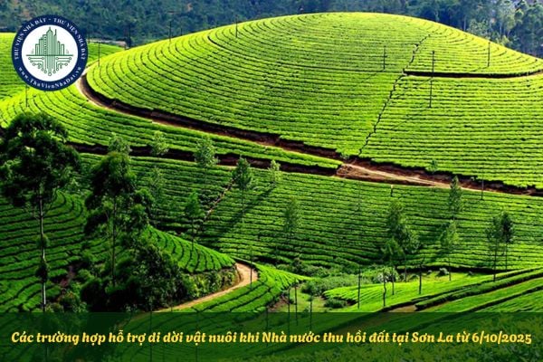 Các trường hợp hỗ trợ di dời vật nuôi khi Nhà nước thu hồi đất tại Sơn La từ 6/10/2025