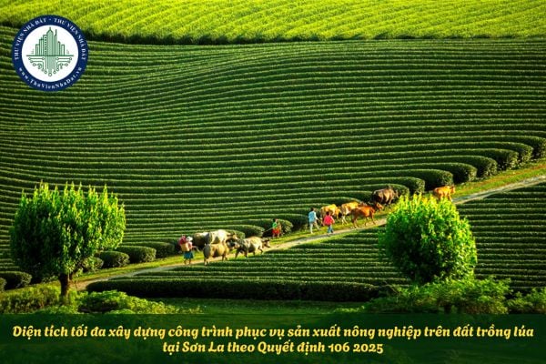 Diện tích tối đa xây dựng công trình phục vụ sản xuất nông nghiệp trên đất trồng lúa tại Sơn La theo Quyết định 106 2025