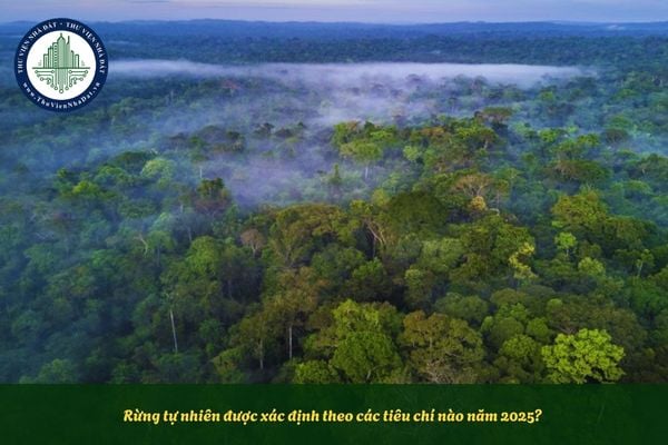 Rừng tự nhiên được xác định theo các tiêu chí nào năm 2025?