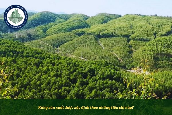 Rừng sản xuất được xác định theo những tiêu chí nào?