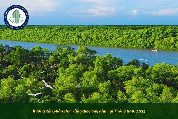Hướng dẫn phân chia rừng theo quy định tại Thông tư 16 2025