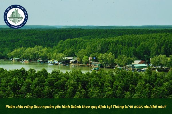 Phân chia rừng theo nguồn gốc hình thành theo quy định tại Thông tư 16 2025 như thế nào?