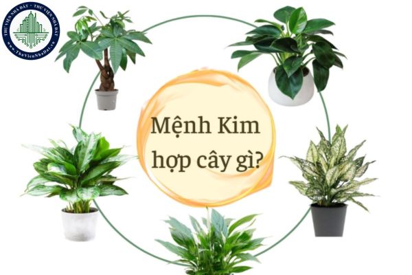 Người mệnh Kim nên trồng cây gì trước nhà để thu hút tài lộc và may mắn?