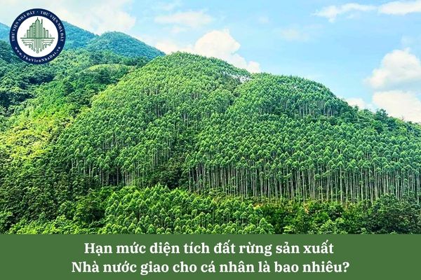 Hạn mức diện tích đất rừng sản xuất Nhà nước giao cho cá nhân theo Luật Đất đai 2024 là bao nhiêu?