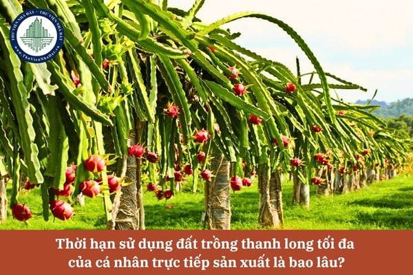 Thời hạn sử dụng đất trồng thanh long tối đa của cá nhân trực tiếp sản xuất là bao lâu theo quy định của Luật Đất đai 2024?