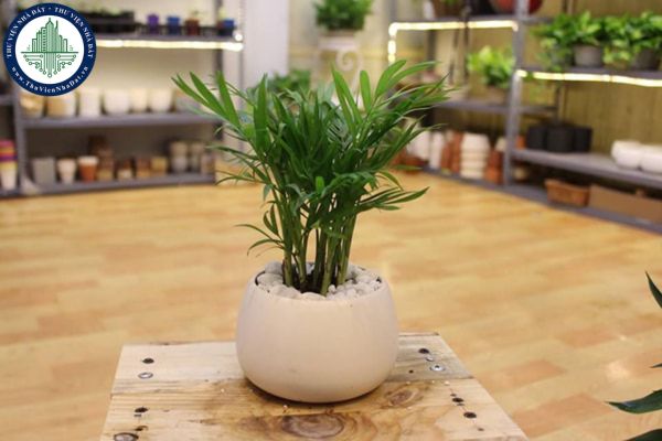 7 loại cây xanh hợp phong thủy có tác dụng thanh lọc không khí