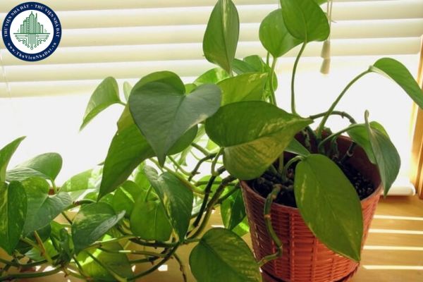 7 loại cây xanh hợp phong thủy có tác dụng thanh lọc không khí