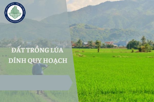 Đất trồng lúa dính quy hoạch có được tự ý chuyển mục đích sang đất thương mại dịch vụ không?