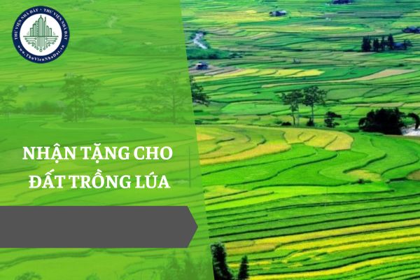 Năm 2025, công chức, viên chức có được nhận tặng cho đất trồng lúa từ bố mẹ không?