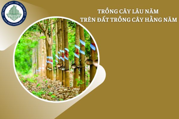 Tự ý trồng cây lâu năm trên đất trồng cây hằng năm khác có bị thu hồi đất do vi phạm pháp luật về đất đai?