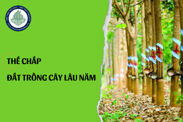 Thửa đất trồng cây lâu năm đang thế chấp tại ngân hàng, giờ muốn chuyển mục đích sang đất ở có được không?