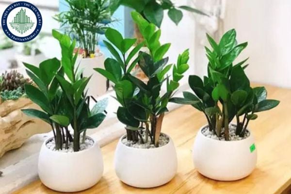 10+ Loại cây phong thủy đẹp trồng trong nhà mang lại tài lộc may mắn (Hình từ Internet)