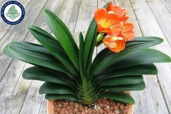 10+ Loại cây phong thủy đẹp trồng trong nhà mang lại tài lộc may mắn (Hình từ Internet)