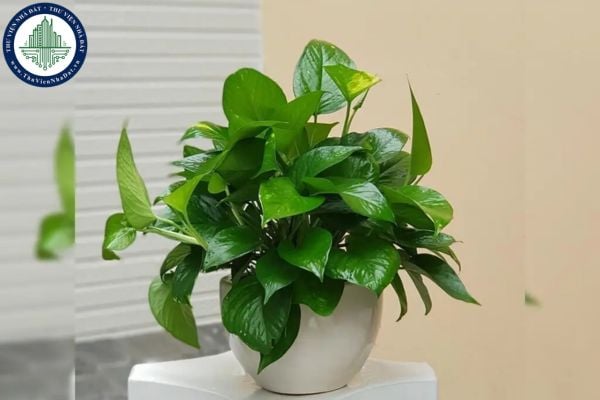 10+ Loại cây phong thủy đẹp trồng trong nhà mang lại tài lộc may mắn (Hình từ Internet)