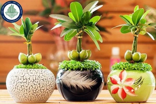 10+ Loại cây phong thủy đẹp trồng trong nhà mang lại tài lộc may mắn (Hình từ Internet)