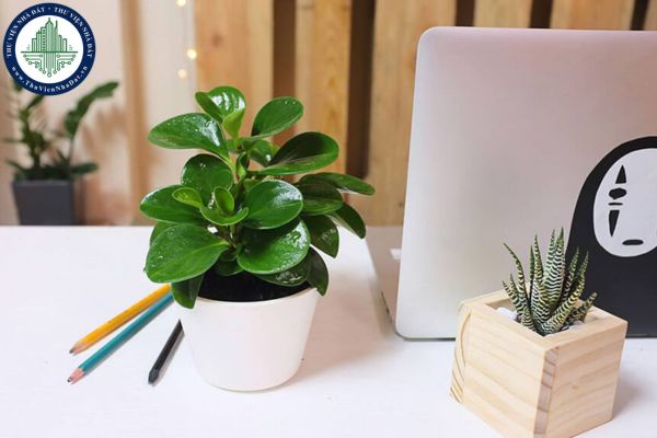 Cách chọn cây phong thủy để bàn làm việc cho 12 con giáp