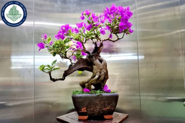 Trồng hoa giấy trong nhà bị coi là điều đại kỵ?