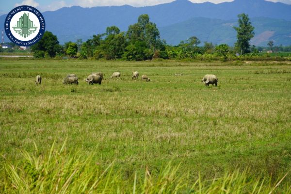 Năm 2025, người dân bỏ hoang đất trồng lúa thì có bị thu hồi đất không? 