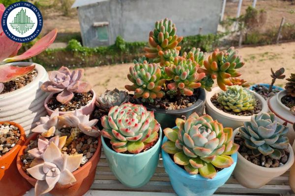 Cây sen đá hợp với mệnh gì, tuổi nào?
