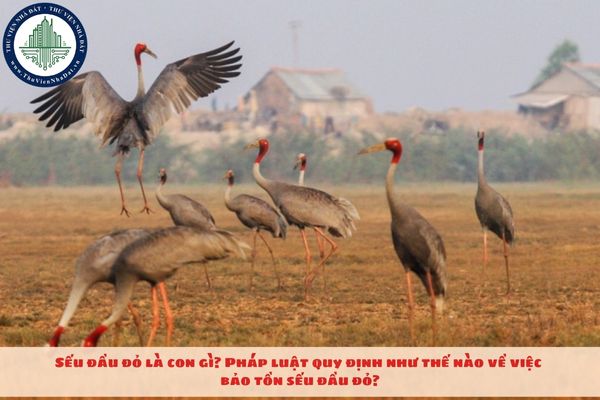 Sếu đầu đỏ là con gì? Pháp luật quy định như thế nào về việc bảo tồn sếu đầu đỏ?