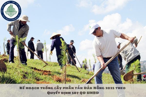 Kế hoạch trồng cây phân tán Đắk Nông 2025 theo Quyết định 587 QĐ UNBD