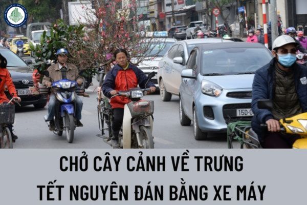 Chở cây cảnh về trưng Tết Nguyên Đán bằng xe máy có thể bị xử phạt như thế nào theo quy định của pháp luật?