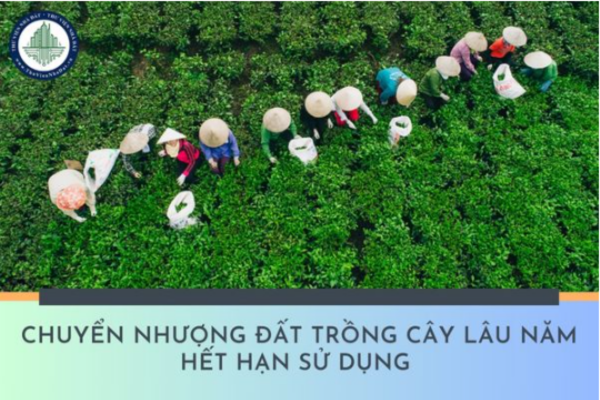 Chuyển nhượng đất trồng cây lâu năm hết hạn sử dụng có được không?