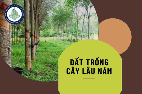 Cá nhân sử dụng đất trồng cây lâu năm có bị thu hồi đất khi không sử dụng đất không?