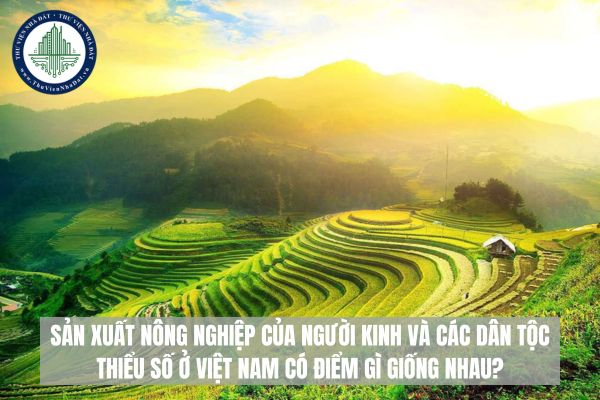 Sản xuất nông nghiệp của người Kinh và các dân tộc thiểu số ở Việt Nam có điểm gì giống nhau?