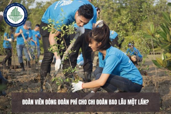 Đoàn viên đóng Đoàn phí cho chi đoàn bao lâu một lần?