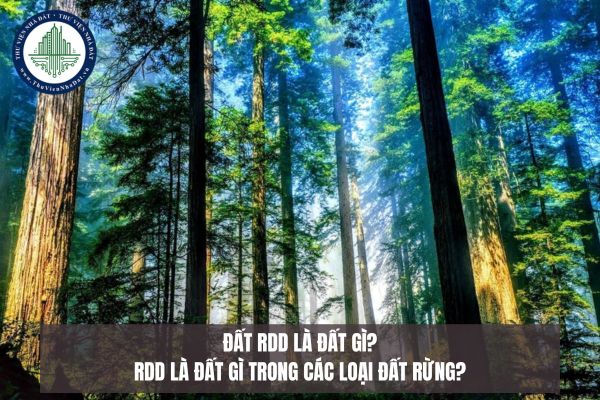 Đất RDD là đất gì? RDD là đất gì trong các loại đất rừng?