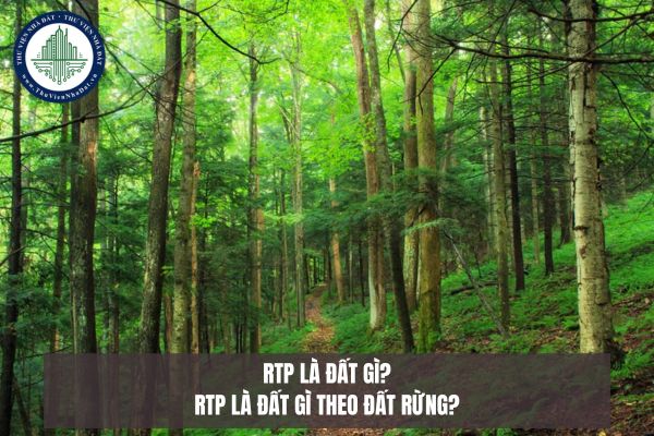 RTP là đất gì? RTP là đất gì theo đất rừng?