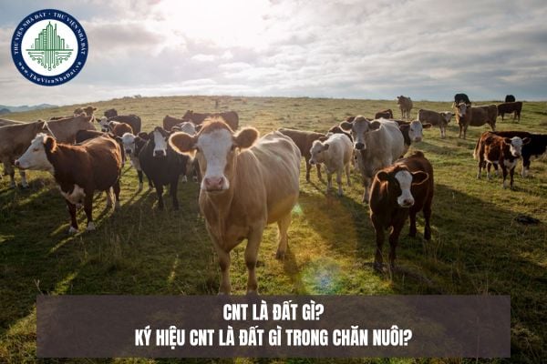 CNT là đất gì? Ký hiệu CNT là đất gì trong chăn nuôi?