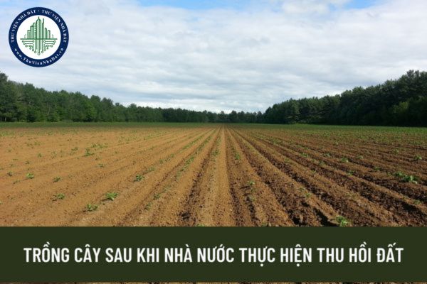 Sau khi biết được thông tin thu hồi đất thì tiến hành trồng cây để được bồi thường thì có được không?