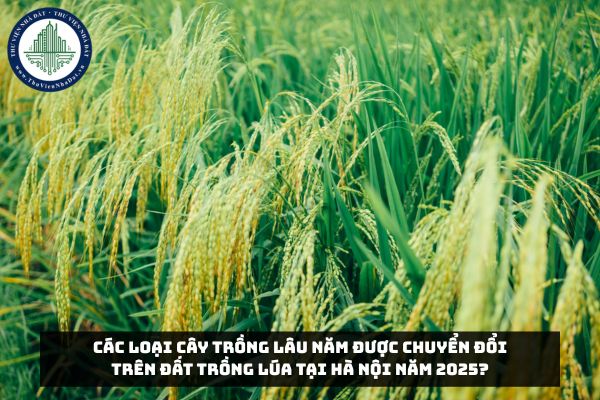 Các loại cây trồng lâu năm được chuyển đổi trên đất trồng lúa tại Hà Nội năm 2025?