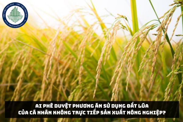 Ai phê duyệt phương án sử dụng đất lúa của cá nhân không trực tiếp sản xuất nông nghiệp?