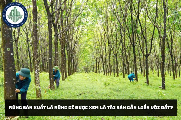 Rừng sản xuất là rừng gì được xem là tài sản gắn liền với đất?