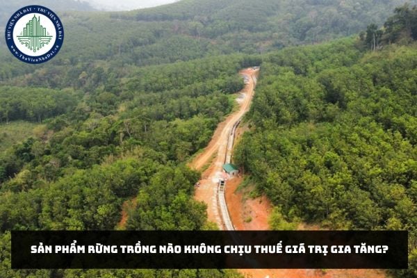 Sản phẩm rừng trồng nào không chịu thuế giá trị gia tăng?