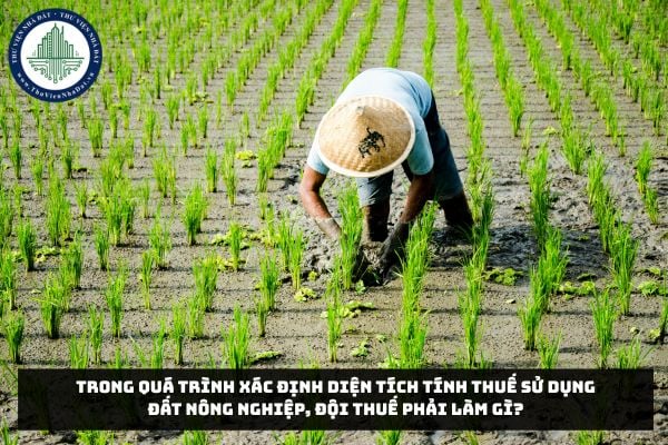 Trong quá trình xác định diện tích tính thuế sử dụng đất nông nghiệp, Đội Thuế phải làm gì?