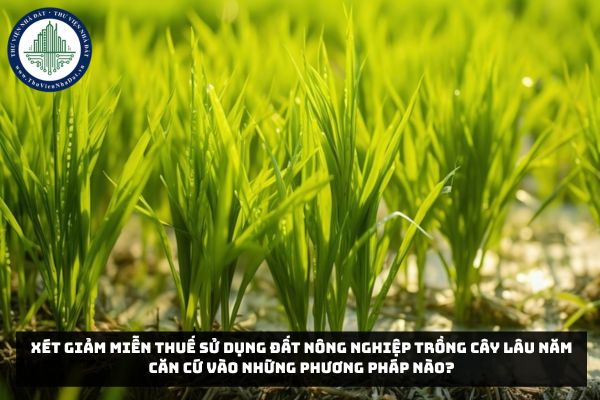 Xét giảm miễn thuế sử dụng đất nông nghiệp trồng cây lâu năm căn cứ vào những phương pháp nào?