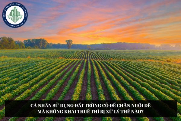 Cá nhân sử dụng đất trồng cỏ để chăn nuôi dê mà không khai thuế thì bị xử lý thế nào?