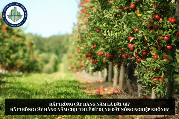Đất trồng cây hàng năm là đất gì? Có chịu thuế sử dụng đất nông nghiệp không?