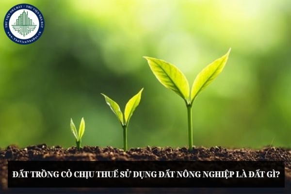 Đất trồng cỏ chịu thuế sử dụng đất nông nghiệp là đất gì?