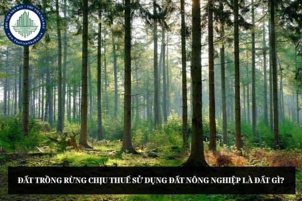 Đất trồng rừng chịu thuế sử dụng đất nông nghiệp là đất gì?